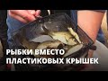 Рыбки вместо пластиковых крышек. 42 тысячи мальков выпустили в Волгу