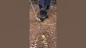 Loop Trap Logic: Feeding Turns Into Catching! #viralshort #viralshorts