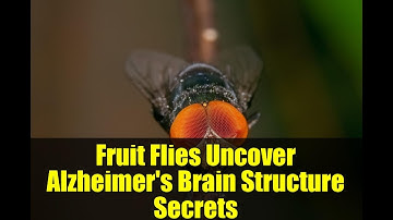 Fruit Flies Uncover Alzheimer
