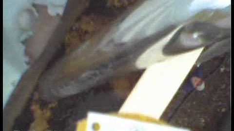 Wireless pole camera inspection with gutter vac