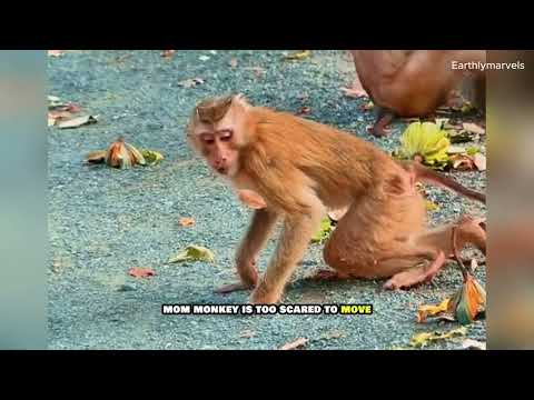 How Long Are Monkeys Immune To Cobra Venom
