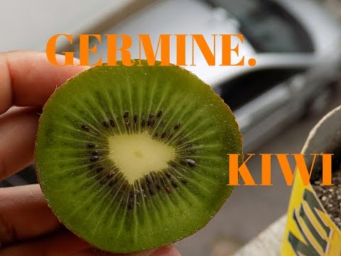 Germine Sementes de KIWI (da Maneira Mais Facil)