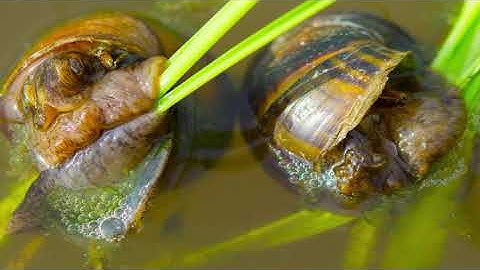 QUẢN LÝ ỐC BƯƠU VÀNG TRONG RUỘNG LÚA - THIÊN MINH JSC