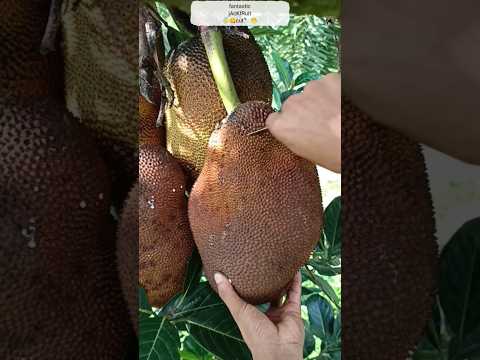 super jackfruit cut 🍈🔪🍈👍 #shorts #youtubeshorts #trending #jackfruit