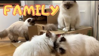 一緒に暮らし始めてもうすぐヶ月【FAMILY】匹のバーマン猫Birman/Cat