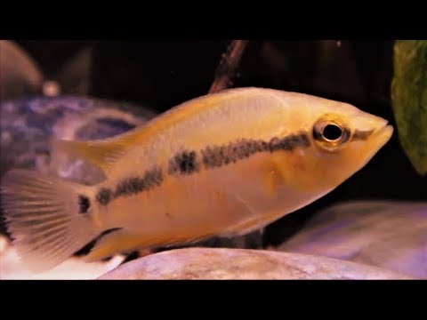 salvini cichlid female Salvini Cichlid Care & Tank Set up Guide