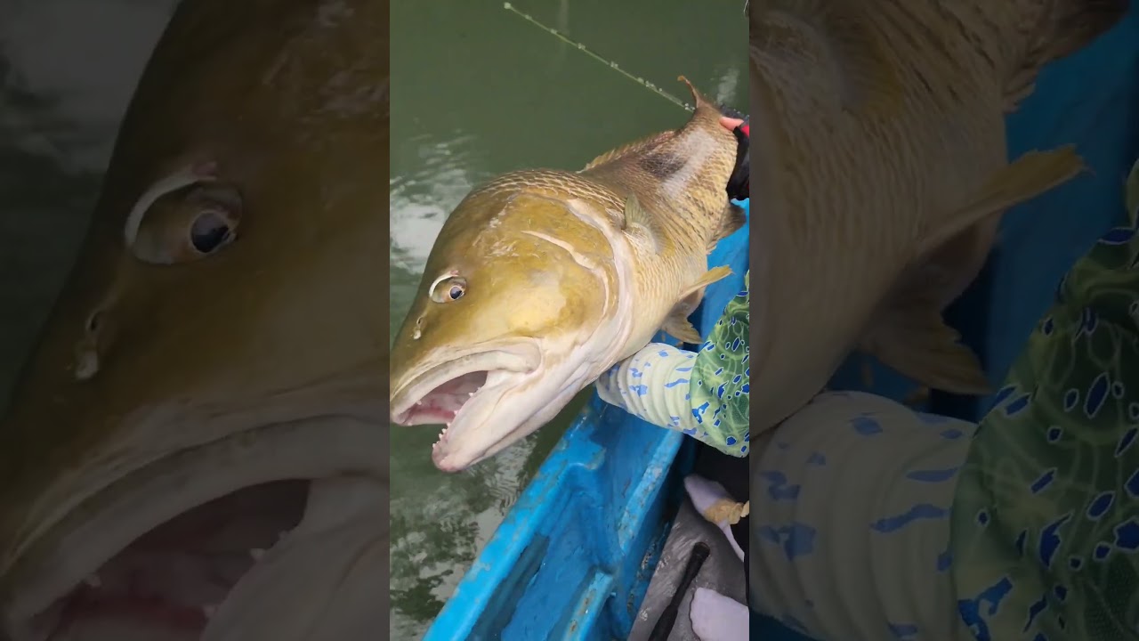 30lbs ++ monster of a #spottail bass caught on #topwater #fishing #castingfishing #catchandrelease
