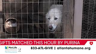 Day of Giving : Atlanta Humane's Animal Protection Unit by Atlanta Humane Society 10 views 2 months ago 1 minute, 1 second