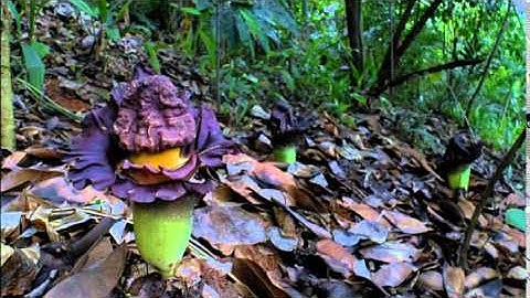 Cross-kingdom Commensalism