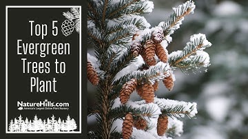 Top 5 Evergreen Trees to Plant | NatureHills.com