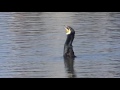 A bird struggling to swallow a seemingly too big fish