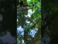 #asmr #deepwork #flyfishing #peaceful #sad #naturesounds #britania #cinematicnature #relaxingnature