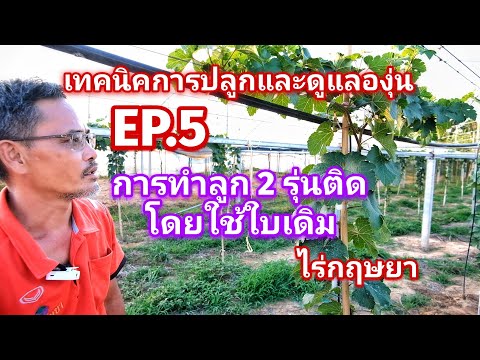 วีดีโอ: องุ่นดั้งเดิม: คำอธิบายวาไรตี้. คุณสมบัติของการปลูกองุ่นดั้งเดิม