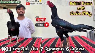 Rohini Farms వారి Too Top Quality Kollu||9014065276|||Reza Line||Pure Vidikalla Breed||Old Line..!