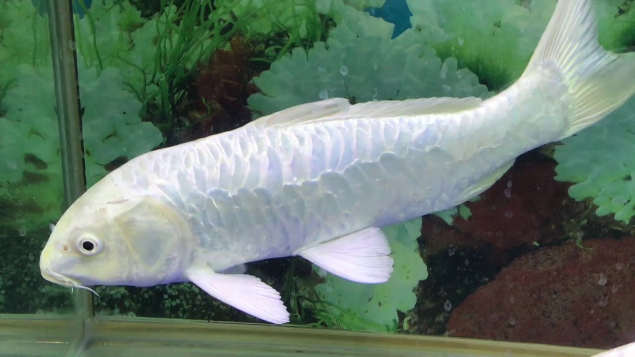  Koi  Fish  White 