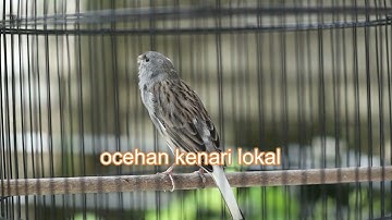 mastering kenari speed lambat biar mudah di ingat7