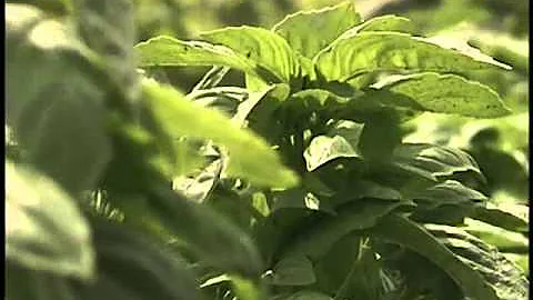 Gardening in the Zone: Basil