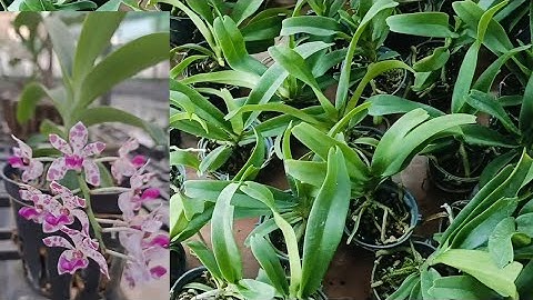 16/11 CHÂU RỪNG ĐẦM LẦY VÀ HỒ ĐIỆP CÂY SIÊU ĐẸP 0372094157 || PHONG LAN RỪNG