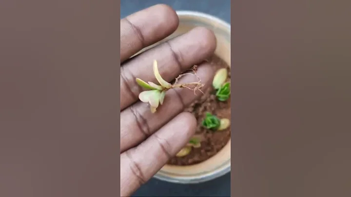 How to grow Portulaca plant from single leaf _ Moss Rose  Purslane #shorts #short #shortvideo