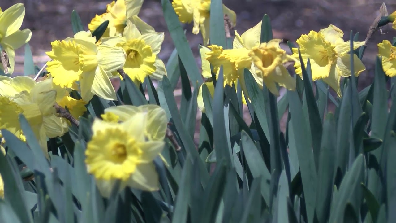 In the Garden Daffodils YouTube