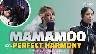 MAMAMOO's KILLING VOICE with perfect HARMONY/Egoistic, HIP, Dinga, AYA | Dingo Music (REACTION!!!)
