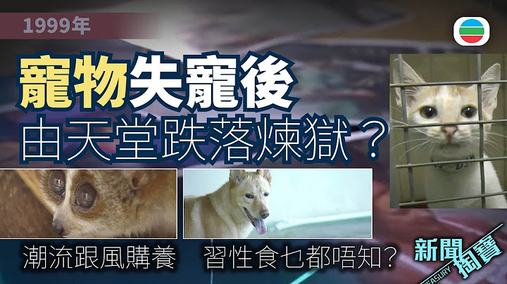 TVB 新聞掏寶｜寵物失寵後：潮流致一窩蜂買寵物　習性食乜都唔知？領養｜人道毀滅｜送養 (繁 / 簡字幕)｜香港歷史片段｜無綫新聞 TVB News