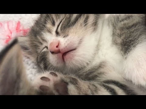 UYUMAYAN YAVRU KEDİ YOK ❤ YAVRU KEDİ UYUTMA MÜZİKLERİ 🎶 YAVRU KEDİLER - KÜÇÜK BEBEK KEDİLER