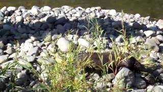 River Otter release