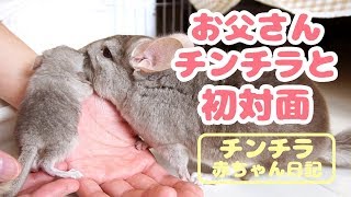 チンチラの赤ちゃん、お父さんと初対面でないちゃった【チンチラ赤ちゃん日記　その5】Chinchilla's Baby Diary 5