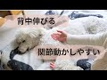 老犬の背中・関節の強張りを緩めるおうちケア
