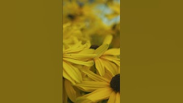 Beautiful flowers shot on the Red Komodo #flowers #flower #flowergarden #garden #filmmaker