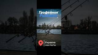 Трофейная рыбалка/ Эпизод 1 #озероКарТар#рыбалканаозере #carpfishing #carpfishing_il