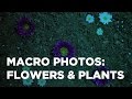 Frans lanting teaches macro photography flowers  plants