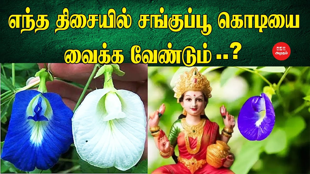 எந்த திசையில் சங்குப்பூ கொடியை வைக்க வேண்டும்? | சங்கு பூ | அதிர்ஷ்டம் | பணமழை | வாஸ்து | சங்குப்பூ