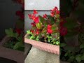 シンプルフラワーポットのベゴニア#gardening #flowers #ガーデニング #植物 #september