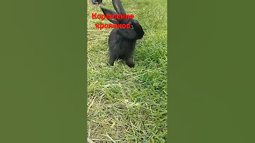Кормление кроликов.Что можно а что нельзя давать им.#кролики #кормление