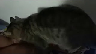 Viral Binatang Kucing Memperkosa Majikan nya