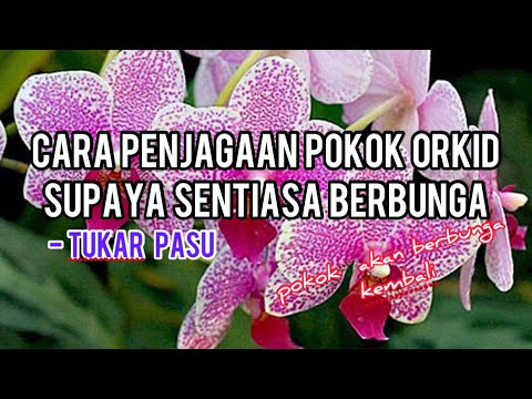 Video: Bagaimana untuk memastikan orkid tumbuh lurus?