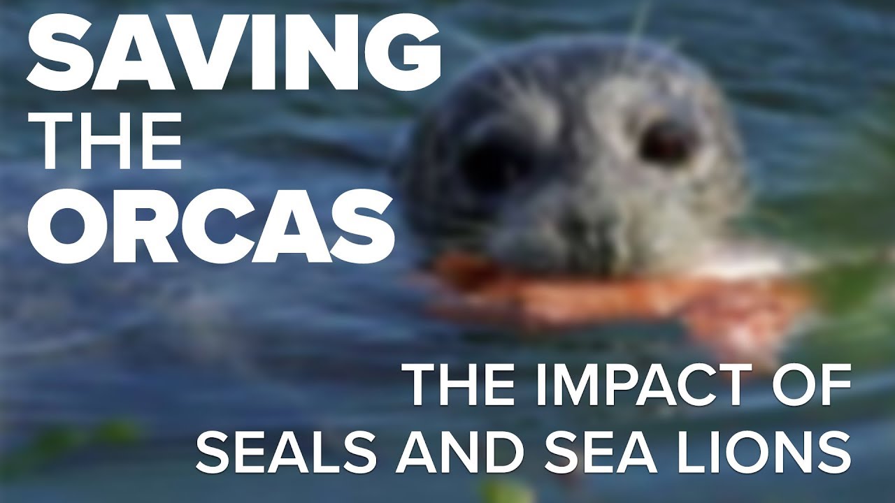 Saving the Orcas: Seals and Sea Lions - YouTube