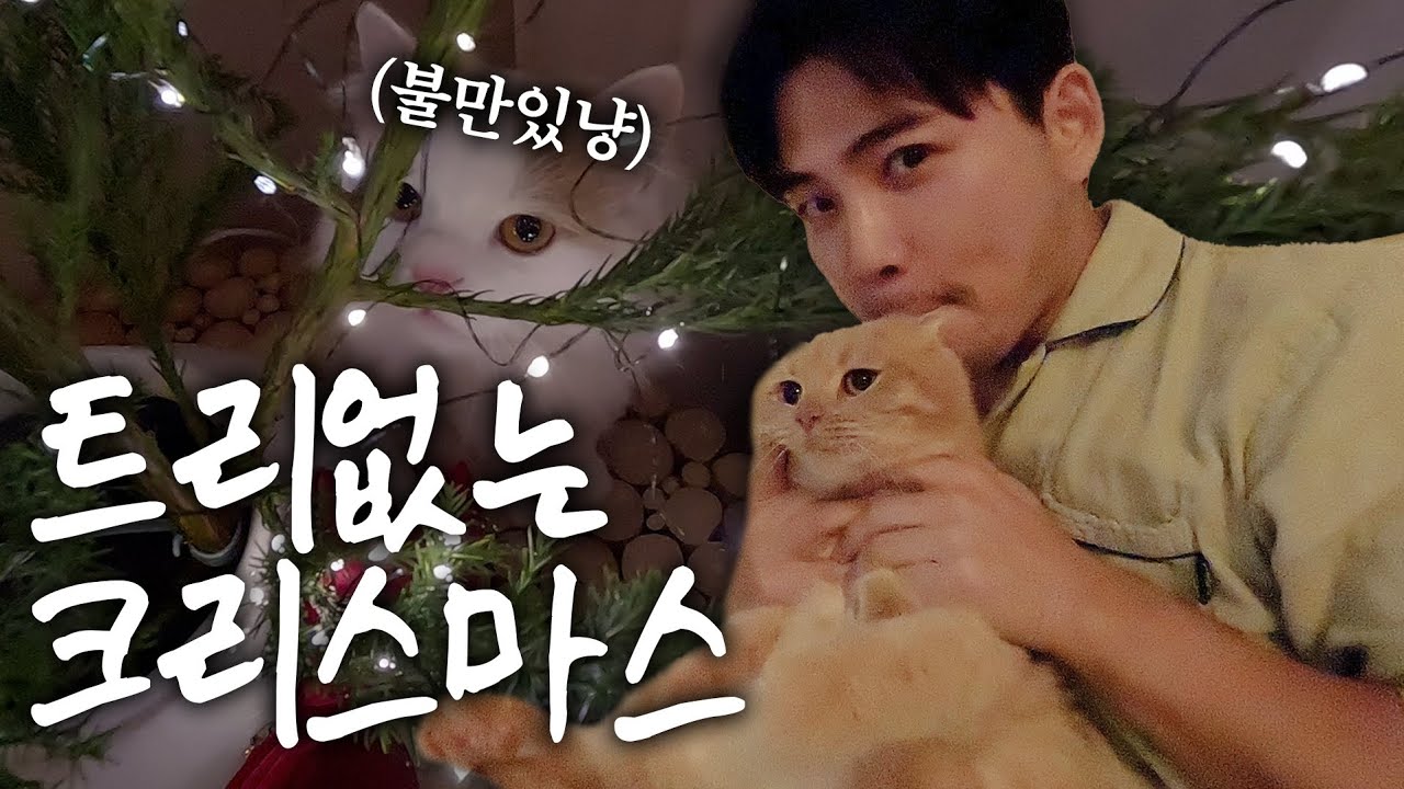 트리없는 크리스마스 꾸미기 그런데..파괴냥 두마리가 있는(feat.주호다 서프라이즈)
