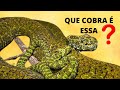 VÍBORA-DE-MANGSHAN - UMA DAS COBRAS MAIS RARAS E DIFERENTES DO MUNDO!