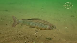 ХАРИУС СИБИРСКИЙ. РЕЛАКС ПОД ВОДОЙ. 7 мин. SIBERIAN GRAYLING UNDERWATER. Thymallus