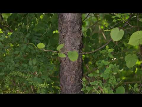 Video: Mikä on prunus serotina -kuoriuute?