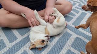 Jealous Chihuahua Dog Wants All the Scratches to Himself! (Watch to the End).