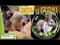 КАК стать успешным или охота на кроликов! Макляк. Макрол