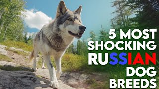 5 Most Shocking Russian Dog Breeds