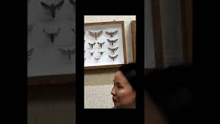 Музей бабочек в Казахстане