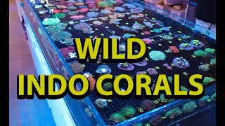 Importing Wild Corals