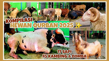 HEWAN QURBAN 2025 MASJID AL FURQON CIBINONG || 17 SAPI & 45 KAMBING DOMBA UNTUK IDUL ADHA 1446 H ✨️