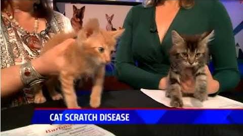 Prevent & Treat Cat Scratch Fever - Ask a Vet with Dr. Jyl